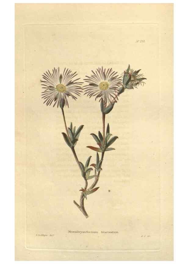 Reproducción/Reproduction 48624074801: The botanical cabinet. London :John & Arthur Arch ...,1817-1833.. 