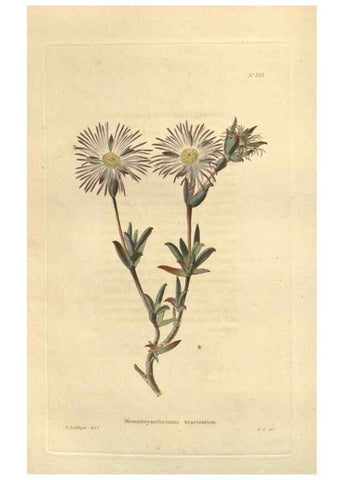 Reproducción/Reproduction 48624074801: The botanical cabinet. London :John & Arthur Arch ...,1817-1833.. 
