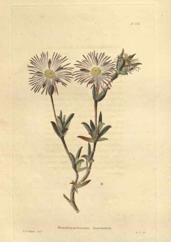 Reproducción/Reproduction 48624074801: The botanical cabinet. London :John & Arthur Arch ...,1817-1833.. 