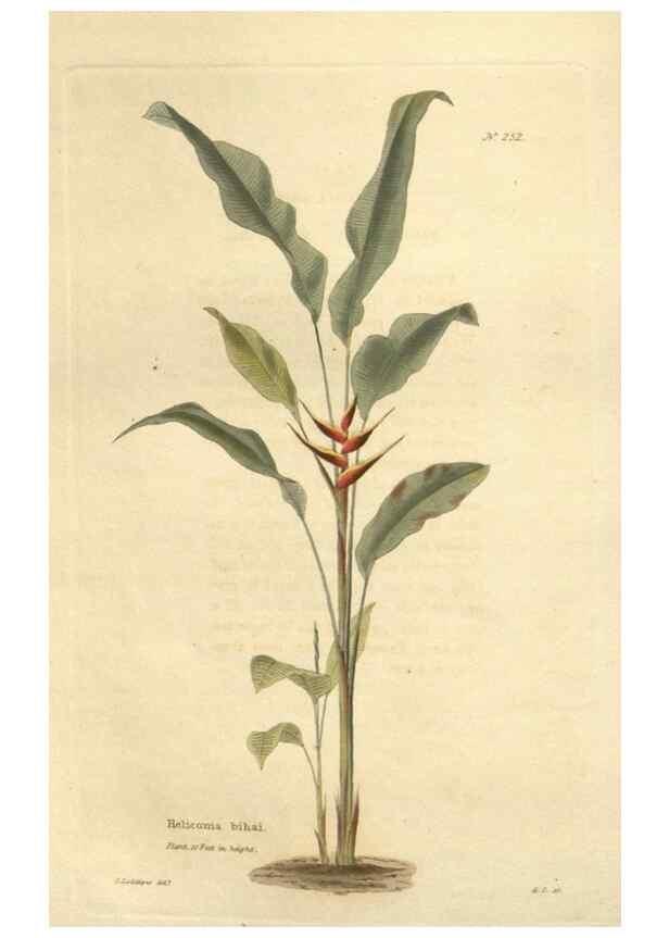 Reproducción/Reproduction 48624221707: The botanical cabinet. London :John & Arthur Arch ...,1817-1833.. 
