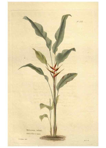 Reproducción/Reproduction 48624221707: The botanical cabinet. London :John & Arthur Arch ...,1817-1833.. 