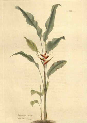 Reproducción/Reproduction 48624221707: The botanical cabinet. London :John & Arthur Arch ...,1817-1833.. 