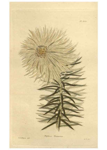 Reproducción/Reproduction 48623724368: The botanical cabinet. London :John & Arthur Arch ...,1817-1833.. 
