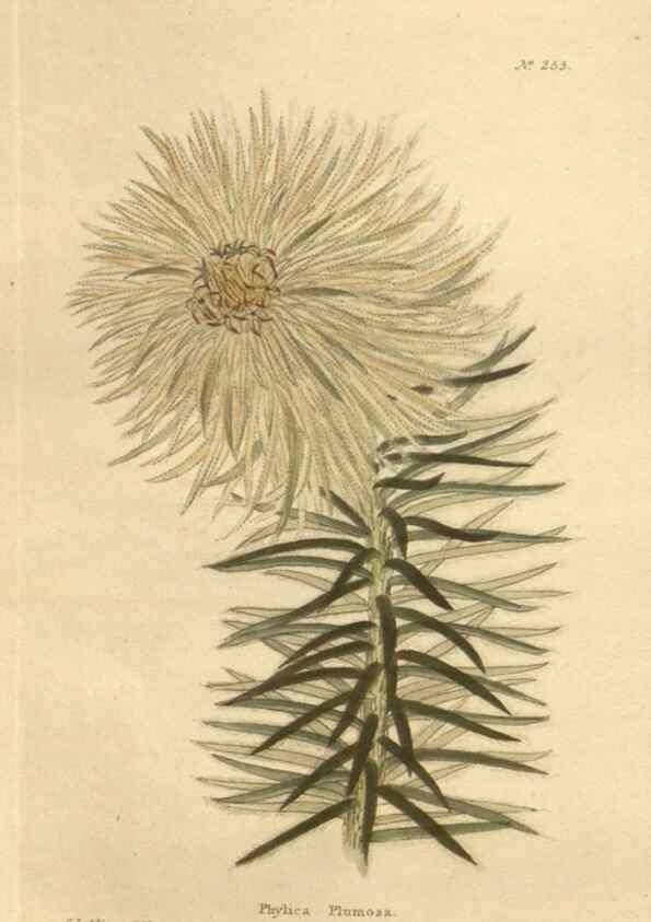 Reproducción/Reproduction 48623724368: The botanical cabinet. London :John & Arthur Arch ...,1817-1833.. 