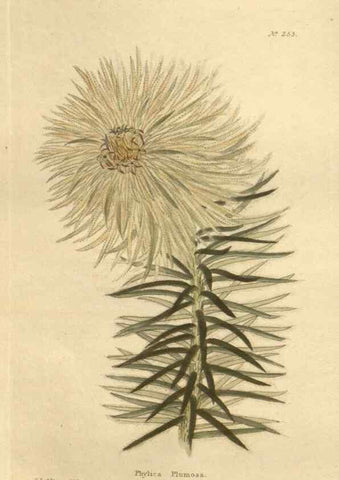Reproducción/Reproduction 48623724368: The botanical cabinet. London :John & Arthur Arch ...,1817-1833.. 