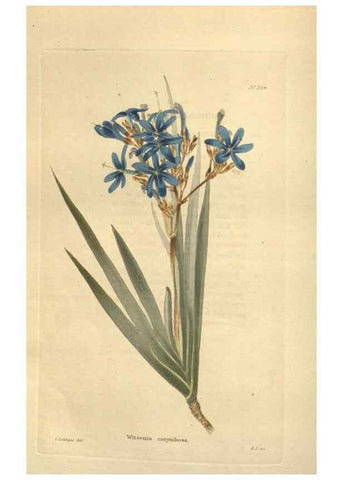 Reproducción/Reproduction 48624222552: The botanical cabinet. London :John & Arthur Arch ...,1817-1833.. 
