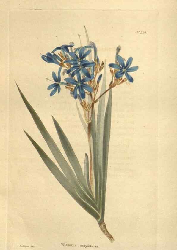 Reproducción/Reproduction 48624222552: The botanical cabinet. London :John & Arthur Arch ...,1817-1833.. 