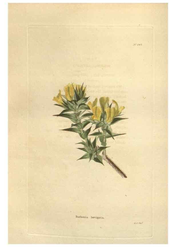 Reproducción/Reproduction 48623722333: The botanical cabinet. London :John & Arthur Arch ...,1817-1833.. 