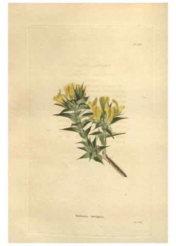 Reproducción/Reproduction 48623722333: The botanical cabinet. London :John & Arthur Arch ...,1817-1833.. 
