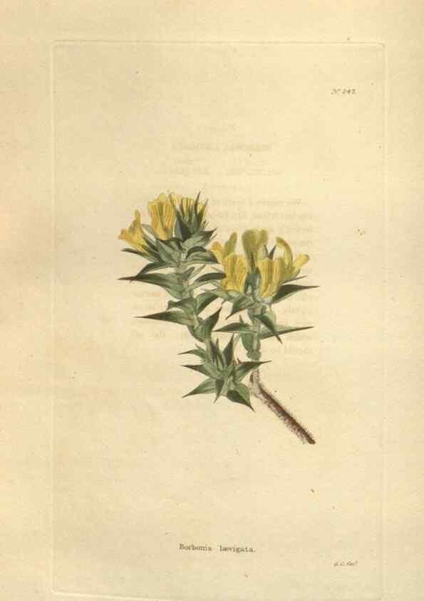 Reproducción/Reproduction 48623722333: The botanical cabinet. London :John & Arthur Arch ...,1817-1833.. 