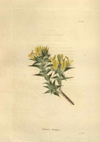 Reproducción/Reproduction 48623722333: The botanical cabinet. London :John & Arthur Arch ...,1817-1833.. 