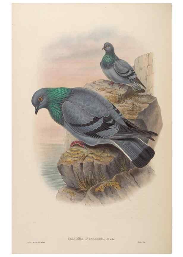 Reproducción/Reproduction 48630667222: Birds of Asia / by John Gould.. London :Printed by Taylor and Francis, pub. by the author,1850-1883.. 