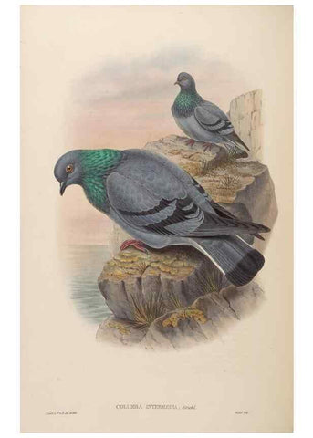 Reproducción/Reproduction 48630667222: Birds of Asia / by John Gould.. London :Printed by Taylor and Francis, pub. by the author,1850-1883.. 
