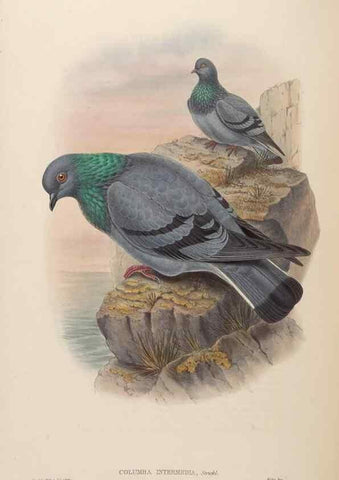 Reproducción/Reproduction 48630667222: Birds of Asia / by John Gould.. London :Printed by Taylor and Francis, pub. by the author,1850-1883.. 