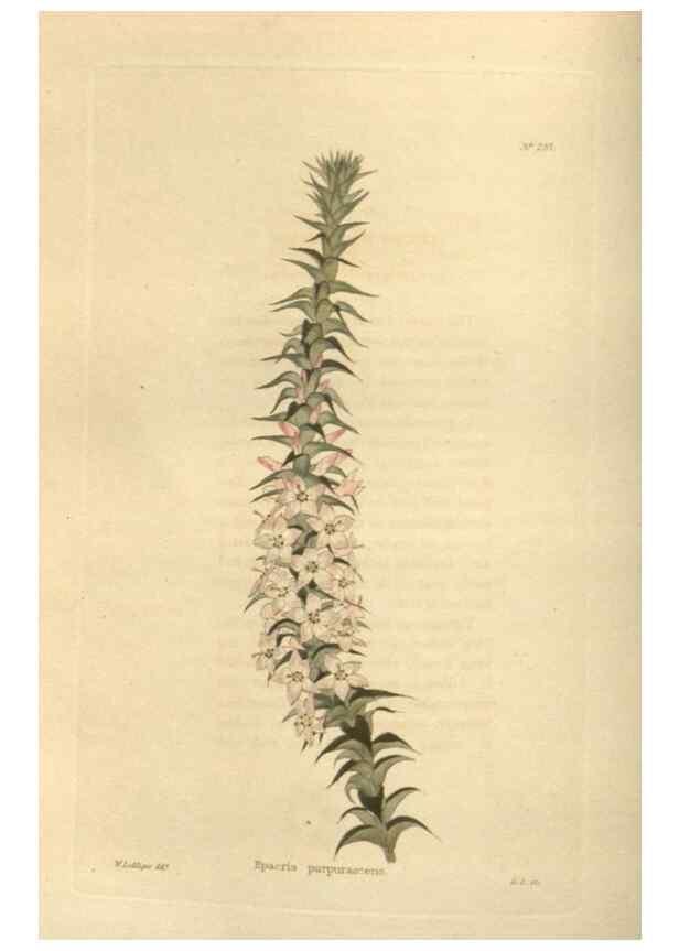 Reproducción/Reproduction 48624216032: The botanical cabinet. London :John & Arthur Arch ...,1817-1833.. 