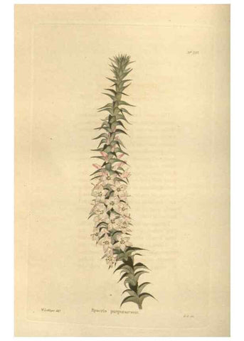 Reproducción/Reproduction 48624216032: The botanical cabinet. London :John & Arthur Arch ...,1817-1833.. 