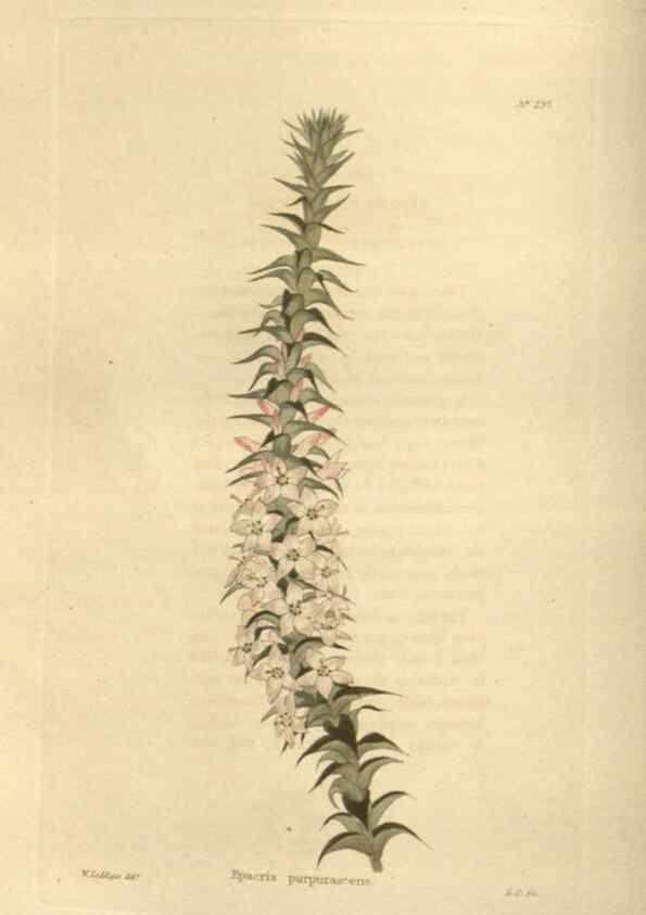 Reproducción/Reproduction 48624216032: The botanical cabinet. London :John & Arthur Arch ...,1817-1833.. 