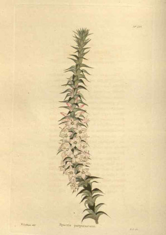 Reproducción/Reproduction 48624216032: The botanical cabinet. London :John & Arthur Arch ...,1817-1833.. 