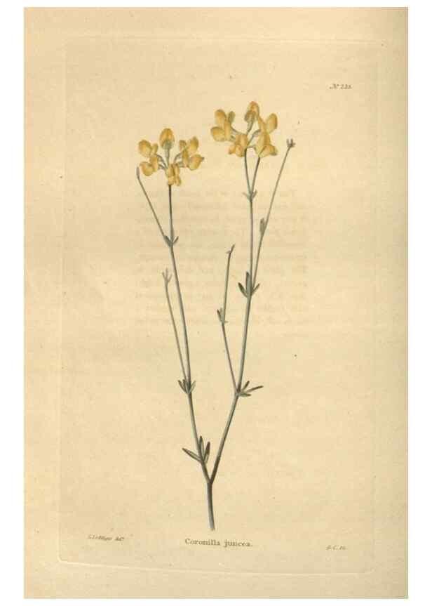 Reproducción/Reproduction 48624215452: The botanical cabinet. London :John & Arthur Arch ...,1817-1833.. 
