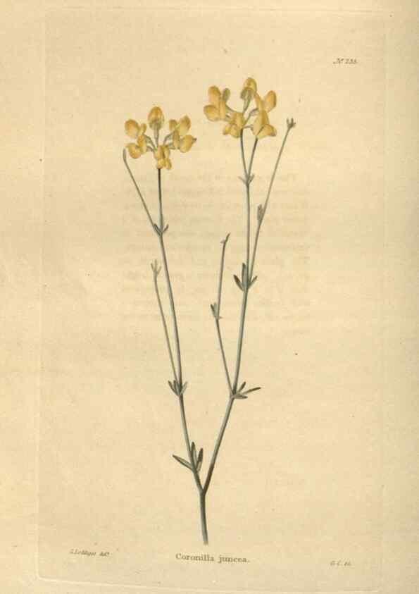 Reproducción/Reproduction 48624215452: The botanical cabinet. London :John & Arthur Arch ...,1817-1833.. 