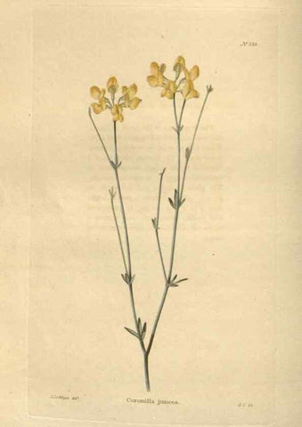 Reproducción/Reproduction 48624215452: The botanical cabinet. London :John & Arthur Arch ...,1817-1833.. 