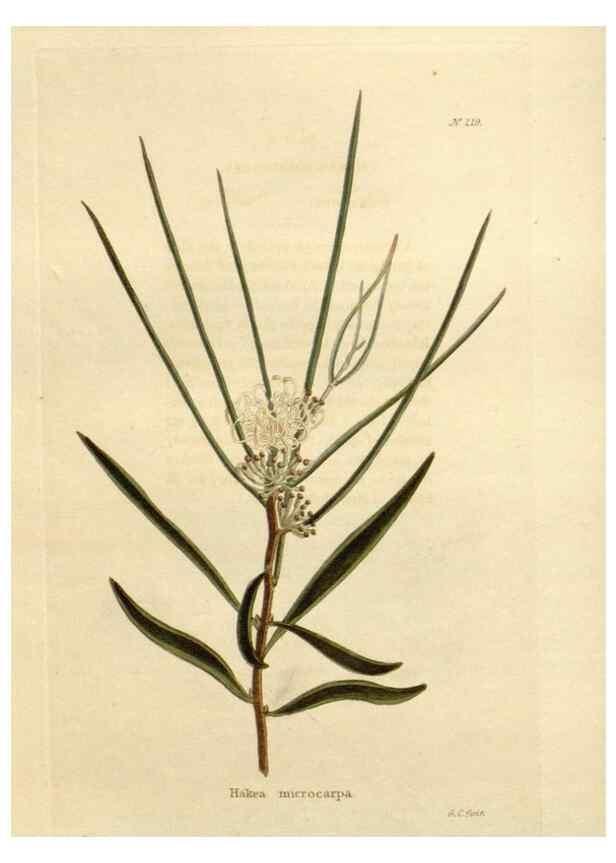 Reproducción/Reproduction 48624063231: The botanical cabinet. London :John & Arthur Arch ...,1817-1833.. 