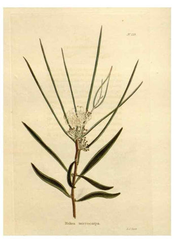 Reproducción/Reproduction 48624063231: The botanical cabinet. London :John & Arthur Arch ...,1817-1833.. 
