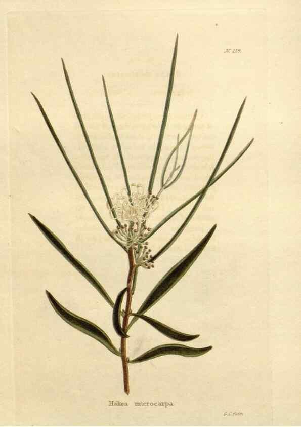 Reproducción/Reproduction 48624063231: The botanical cabinet. London :John & Arthur Arch ...,1817-1833.. 