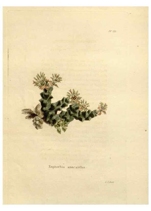 Reproducción/Reproduction 48623712053: The botanical cabinet. London :John & Arthur Arch ...,1817-1833.. 