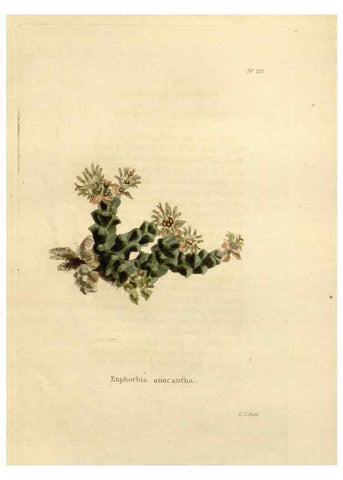 Reproducción/Reproduction 48623712053: The botanical cabinet. London :John & Arthur Arch ...,1817-1833.. 