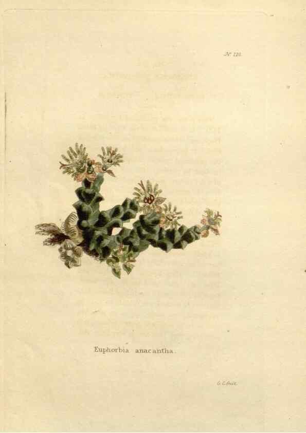 Reproducción/Reproduction 48623712053: The botanical cabinet. London :John & Arthur Arch ...,1817-1833.. 