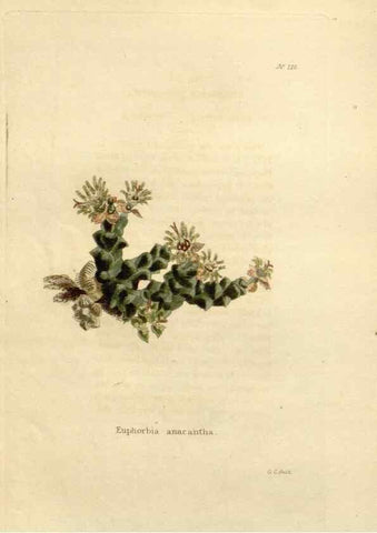 Reproducción/Reproduction 48623712053: The botanical cabinet. London :John & Arthur Arch ...,1817-1833.. 