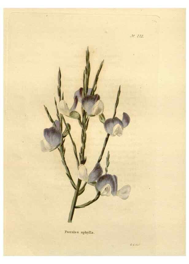 Reproducción/Reproduction 48624210542: The botanical cabinet. London :John & Arthur Arch ...,1817-1833.. 