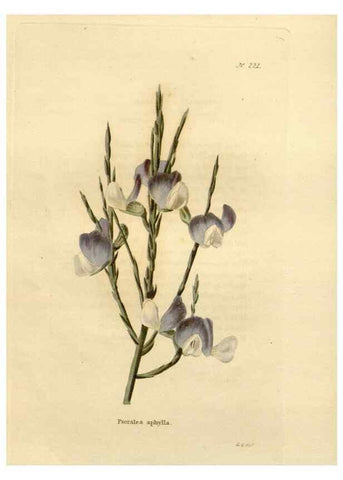 Reproducción/Reproduction 48624210542: The botanical cabinet. London :John & Arthur Arch ...,1817-1833.. 