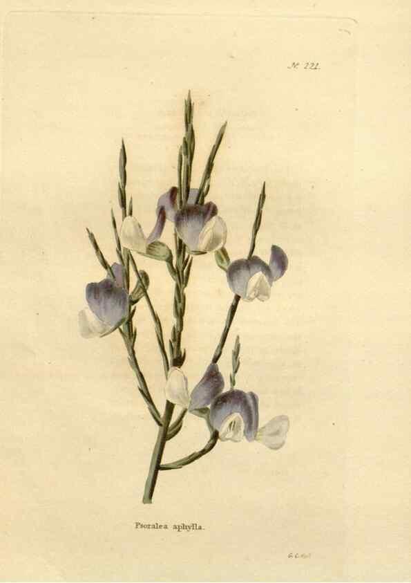 Reproducción/Reproduction 48624210542: The botanical cabinet. London :John & Arthur Arch ...,1817-1833.. 