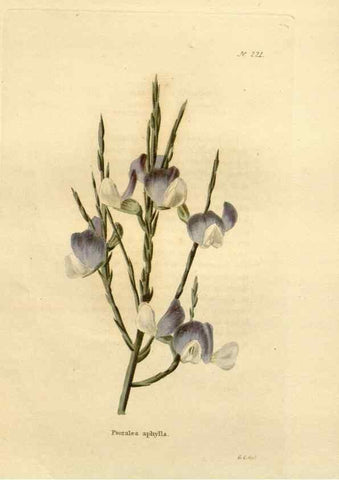 Reproducción/Reproduction 48624210542: The botanical cabinet. London :John & Arthur Arch ...,1817-1833.. 