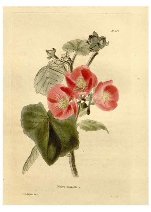 Reproducción/Reproduction 48623712763: The botanical cabinet. London :John & Arthur Arch ...,1817-1833.. 