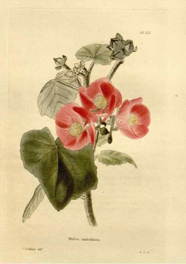 Reproducción/Reproduction 48623712763: The botanical cabinet. London :John & Arthur Arch ...,1817-1833.. 