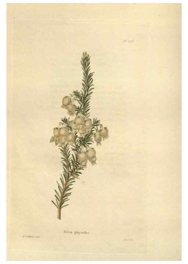 Reproducción/Reproduction 48624064511: The botanical cabinet. London :John & Arthur Arch ...,1817-1833.. 