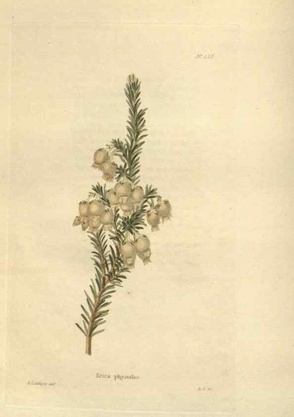 Reproducción/Reproduction 48624064511: The botanical cabinet. London :John & Arthur Arch ...,1817-1833.. 