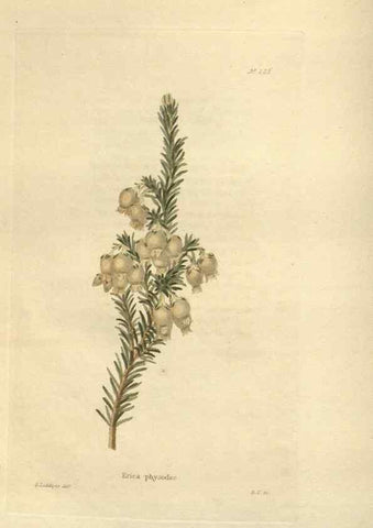 Reproducción/Reproduction 48624064511: The botanical cabinet. London :John & Arthur Arch ...,1817-1833.. 