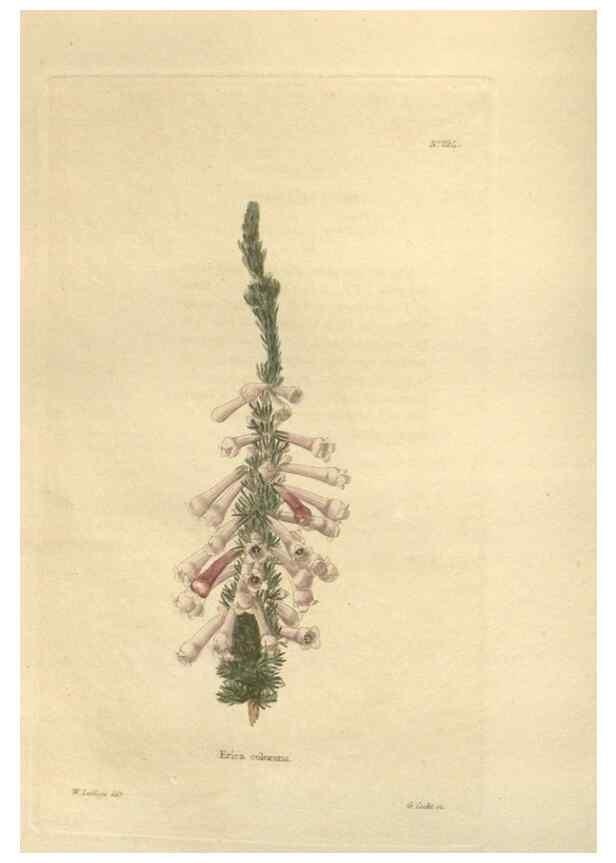 Reproducción/Reproduction 48624064911: The botanical cabinet. London :John & Arthur Arch ...,1817-1833.. 