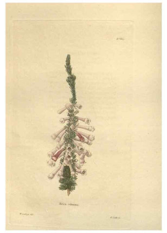 Reproducción/Reproduction 48624064911: The botanical cabinet. London :John & Arthur Arch ...,1817-1833.. 