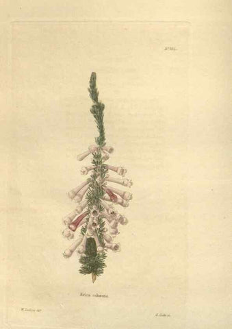 Reproducción/Reproduction 48624064911: The botanical cabinet. London :John & Arthur Arch ...,1817-1833.. 