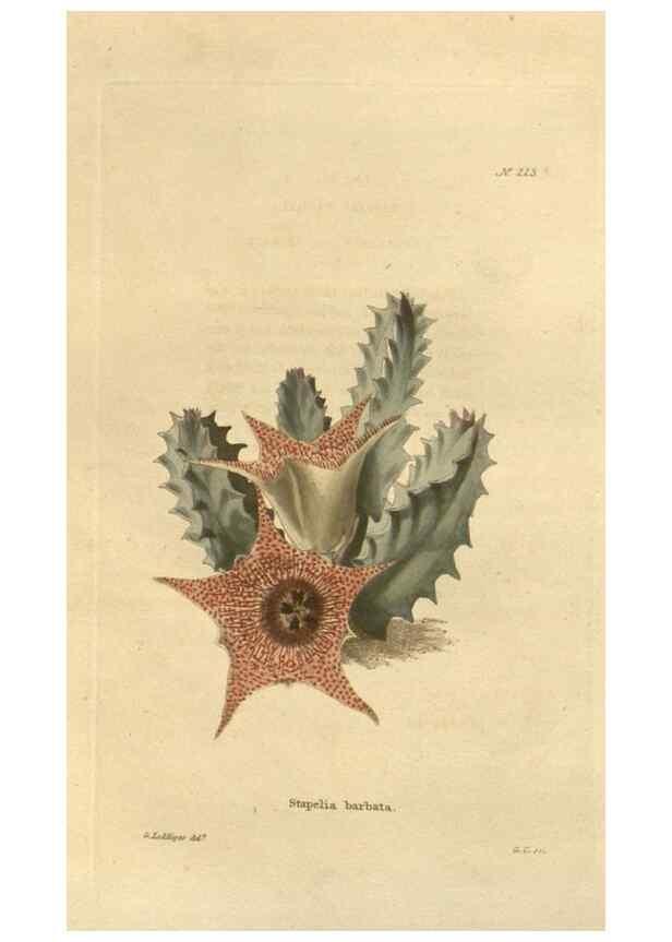 Reproducción/Reproduction 48624211887: The botanical cabinet. London :John & Arthur Arch ...,1817-1833.. 