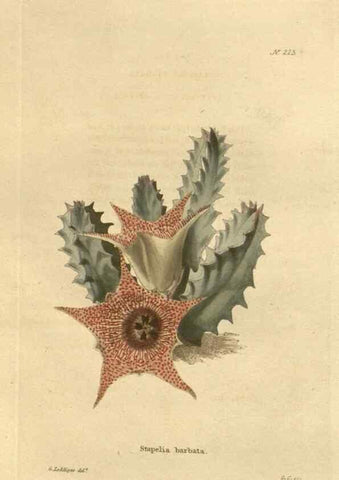 Reproducción/Reproduction 48624211887: The botanical cabinet. London :John & Arthur Arch ...,1817-1833.. 