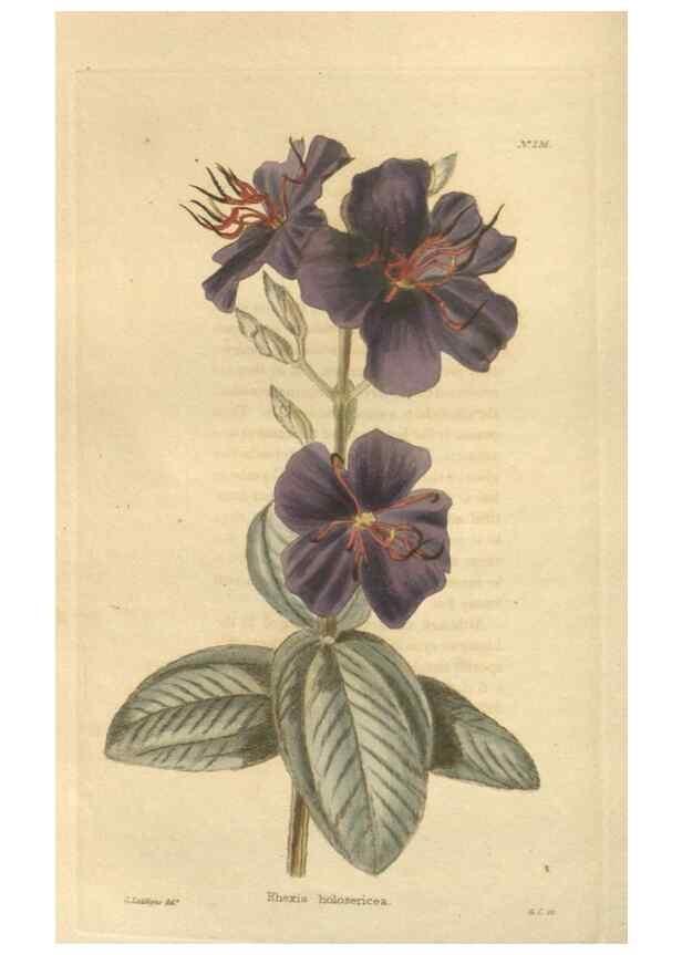Reproducción/Reproduction 48624069136: The botanical cabinet. London :John & Arthur Arch ...,1817-1833.. 