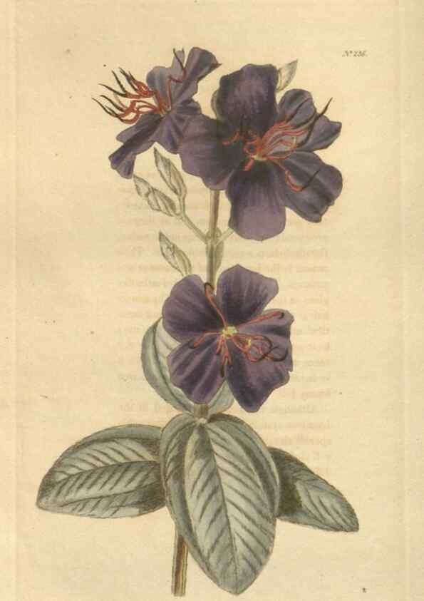 Reproducción/Reproduction 48624069136: The botanical cabinet. London :John & Arthur Arch ...,1817-1833.. 