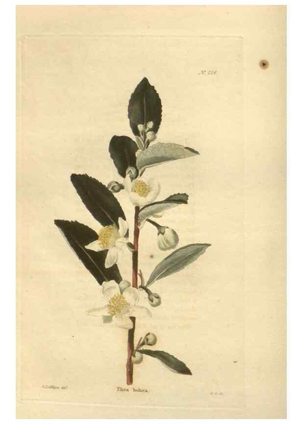 Reproducción/Reproduction 48624065651: The botanical cabinet. London :John & Arthur Arch ...,1817-1833.. 