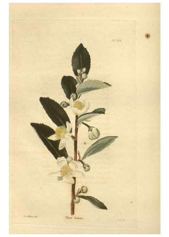 Reproducción/Reproduction 48624065651: The botanical cabinet. London :John & Arthur Arch ...,1817-1833.. 